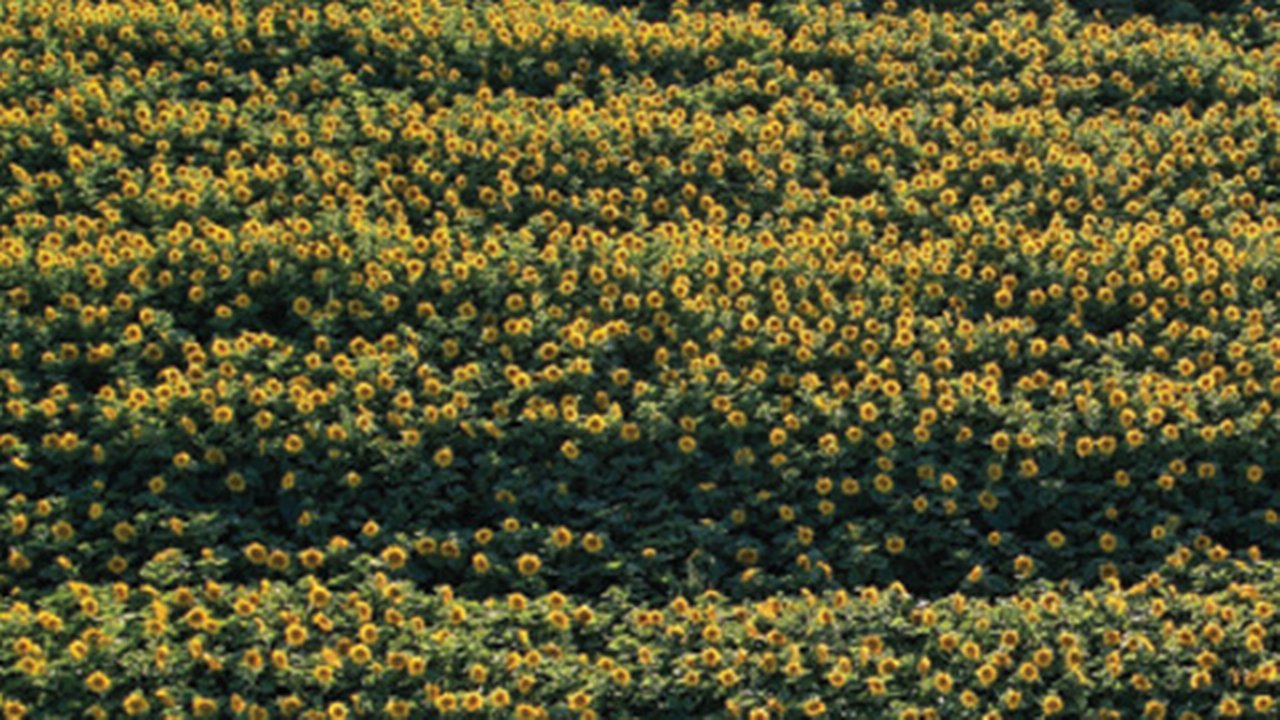 Flowerfield-480x270.jpg